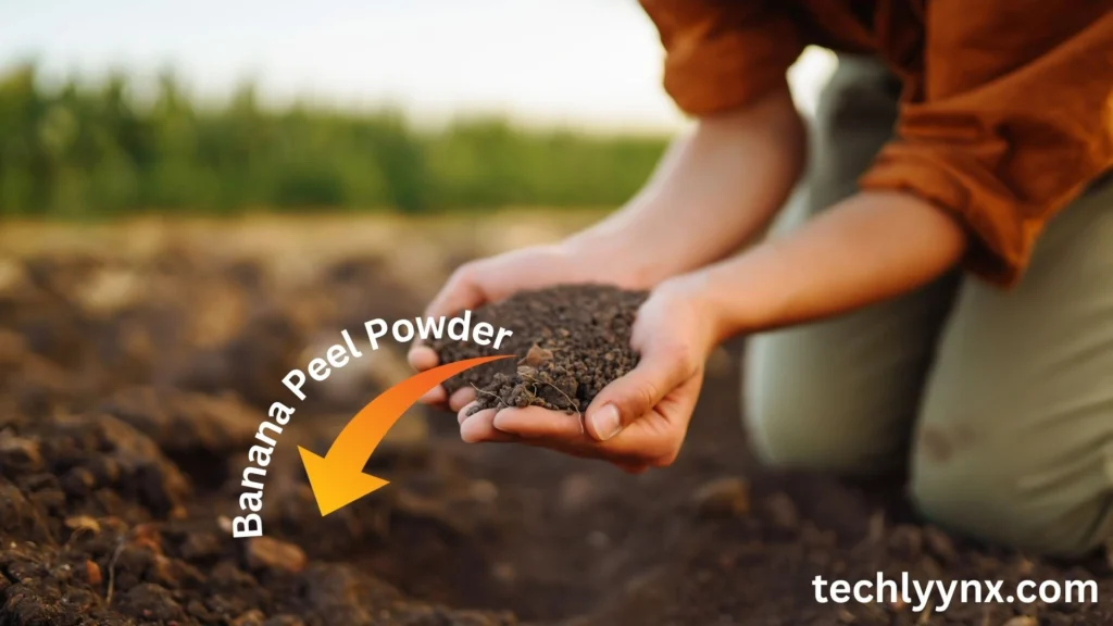 Uses for Banana Peels in Agriculture